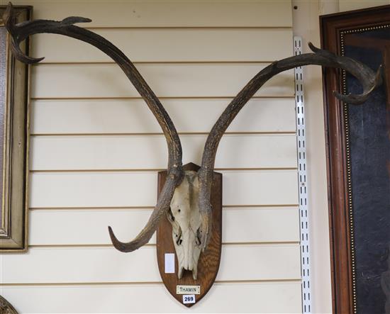 A large pair of mounted antlers